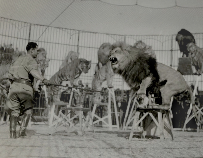 1937 Clyde Beatty lion