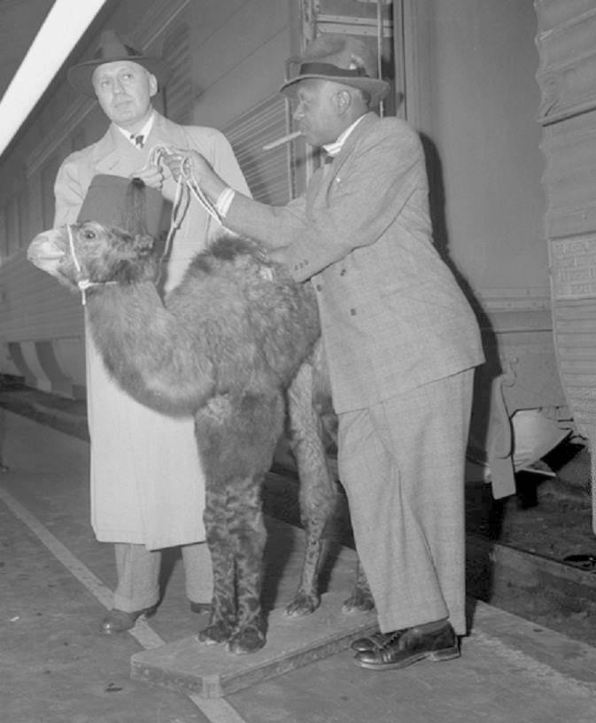 Camel1943